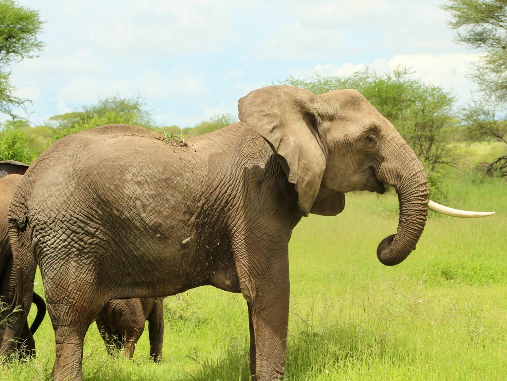 Jongerenreizen Tanzania olifanten